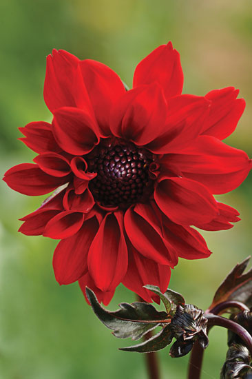 ‘Bishop of Llandaff’ is an old peony-type introduced in the early 1920s.